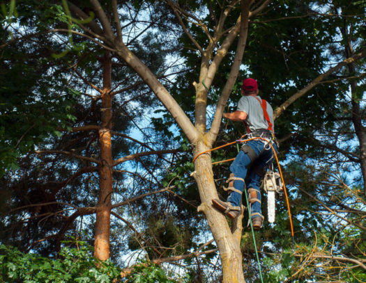 Boca Raton-South Florida Tri-County Tree Trimming and Stump Grinding Services-We Offer Tree Trimming Services, Tree Removal, Tree Pruning, Tree Cutting, Residential and Commercial Tree Trimming Services, Storm Damage, Emergency Tree Removal, Land Clearing, Tree Companies, Tree Care Service, Stump Grinding, and we're the Best Tree Trimming Company Near You Guaranteed!