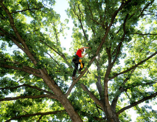 Coral Springs-South Florida Tri-County Tree Trimming and Stump Grinding Services-We Offer Tree Trimming Services, Tree Removal, Tree Pruning, Tree Cutting, Residential and Commercial Tree Trimming Services, Storm Damage, Emergency Tree Removal, Land Clearing, Tree Companies, Tree Care Service, Stump Grinding, and we're the Best Tree Trimming Company Near You Guaranteed!