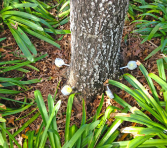 Deep Root Injection-South Florida Tri-County Tree Trimming and Stump Grinding Services-We Offer Tree Trimming Services, Tree Removal, Tree Pruning, Tree Cutting, Residential and Commercial Tree Trimming Services, Storm Damage, Emergency Tree Removal, Land Clearing, Tree Companies, Tree Care Service, Stump Grinding, and we're the Best Tree Trimming Company Near You Guaranteed!