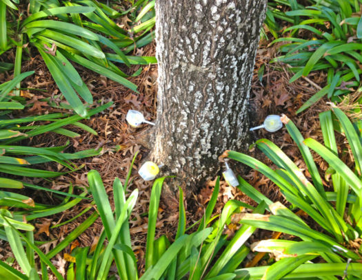 Deep Root Injection-South Florida Tri-County Tree Trimming and Stump Grinding Services-We Offer Tree Trimming Services, Tree Removal, Tree Pruning, Tree Cutting, Residential and Commercial Tree Trimming Services, Storm Damage, Emergency Tree Removal, Land Clearing, Tree Companies, Tree Care Service, Stump Grinding, and we're the Best Tree Trimming Company Near You Guaranteed!