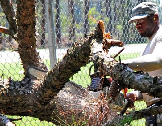 Delray Beach-South Florida Tri-County Tree Trimming and Stump Grinding Services-We Offer Tree Trimming Services, Tree Removal, Tree Pruning, Tree Cutting, Residential and Commercial Tree Trimming Services, Storm Damage, Emergency Tree Removal, Land Clearing, Tree Companies, Tree Care Service, Stump Grinding, and we're the Best Tree Trimming Company Near You Guaranteed!