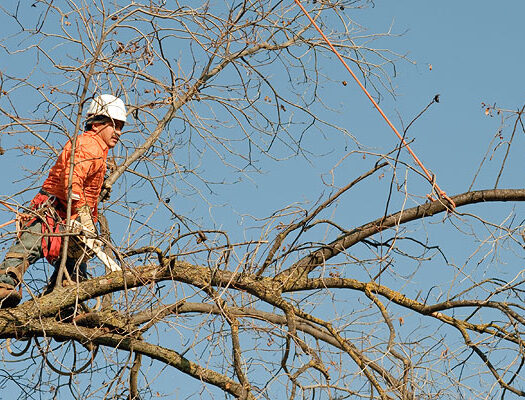 South Miami Heights-South Florida Tri-County Tree Trimming and Stump Grinding Services-We Offer Tree Trimming Services, Tree Removal, Tree Pruning, Tree Cutting, Residential and Commercial Tree Trimming Services, Storm Damage, Emergency Tree Removal, Land Clearing, Tree Companies, Tree Care Service, Stump Grinding, and we're the Best Tree Trimming Company Near You Guaranteed!