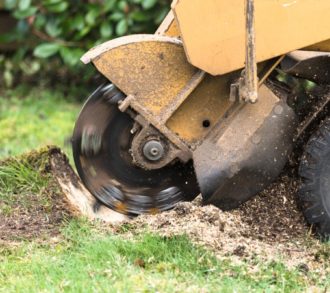 Stump Grinding-South Florida Tri-County Tree Trimming and Stump Grinding Services-We Offer Tree Trimming Services, Tree Removal, Tree Pruning, Tree Cutting, Residential and Commercial Tree Trimming Services, Storm Damage, Emergency Tree Removal, Land Clearing, Tree Companies, Tree Care Service, Stump Grinding, and we're the Best Tree Trimming Company Near You Guaranteed!
