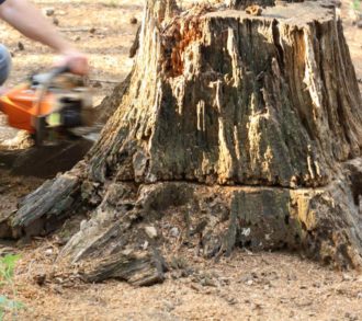 Stump Removal-South Florida Tri-County Tree Trimming and Stump Grinding Services-We Offer Tree Trimming Services, Tree Removal, Tree Pruning, Tree Cutting, Residential and Commercial Tree Trimming Services, Storm Damage, Emergency Tree Removal, Land Clearing, Tree Companies, Tree Care Service, Stump Grinding, and we're the Best Tree Trimming Company Near You Guaranteed!