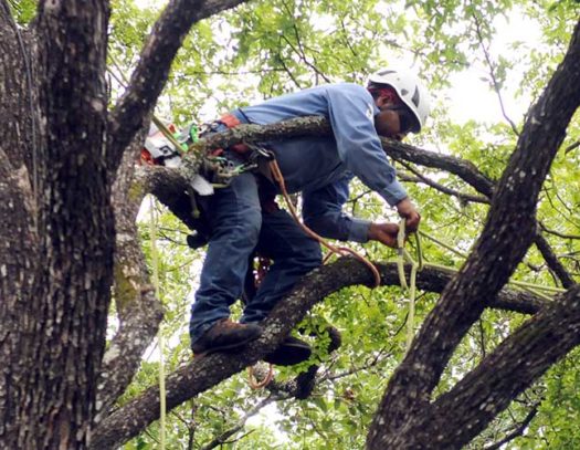 Tamiami-South Florida Tri-County Tree Trimming and Stump Grinding Services-We Offer Tree Trimming Services, Tree Removal, Tree Pruning, Tree Cutting, Residential and Commercial Tree Trimming Services, Storm Damage, Emergency Tree Removal, Land Clearing, Tree Companies, Tree Care Service, Stump Grinding, and we're the Best Tree Trimming Company Near You Guaranteed!