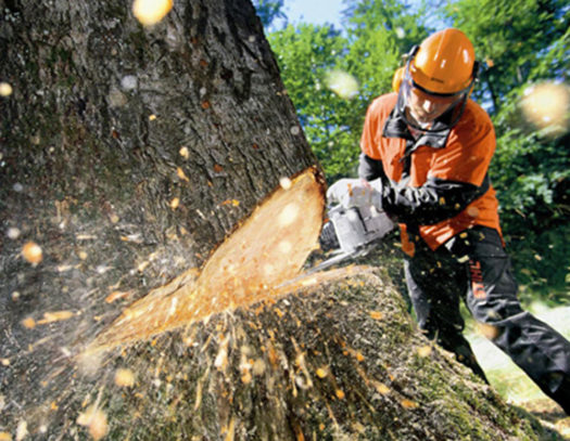 Tree Cutting-South Florida Tri-County Tree Trimming and Stump Grinding Services-We Offer Tree Trimming Services, Tree Removal, Tree Pruning, Tree Cutting, Residential and Commercial Tree Trimming Services, Storm Damage, Emergency Tree Removal, Land Clearing, Tree Companies, Tree Care Service, Stump Grinding, and we're the Best Tree Trimming Company Near You Guaranteed!