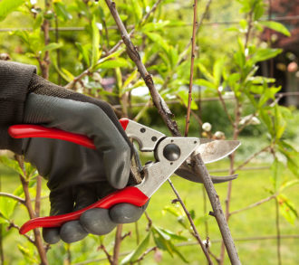 Tree Pruning-South Florida Tri-County Tree Trimming and Stump Grinding Services-We Offer Tree Trimming Services, Tree Removal, Tree Pruning, Tree Cutting, Residential and Commercial Tree Trimming Services, Storm Damage, Emergency Tree Removal, Land Clearing, Tree Companies, Tree Care Service, Stump Grinding, and we're the Best Tree Trimming Company Near You Guaranteed!