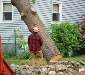 Tree Removal-South Florida Tri-County Tree Trimming and Stump Grinding Services-We Offer Tree Trimming Services, Tree Removal, Tree Pruning, Tree Cutting, Residential and Commercial Tree Trimming Services, Storm Damage, Emergency Tree Removal, Land Clearing, Tree Companies, Tree Care Service, Stump Grinding, and we're the Best Tree Trimming Company Near You Guaranteed!