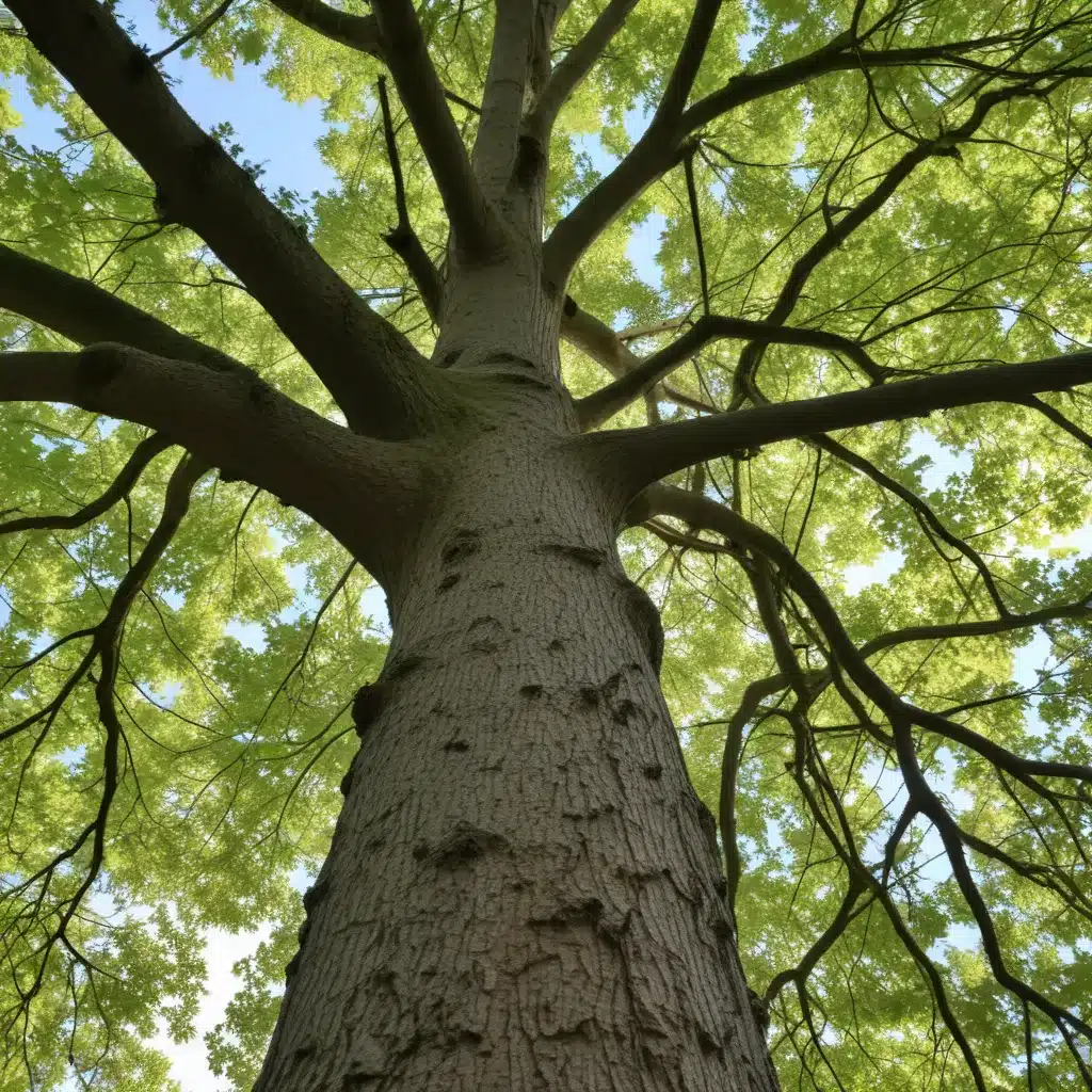 Adapting Tree Care Strategies for Changing Climate Realities