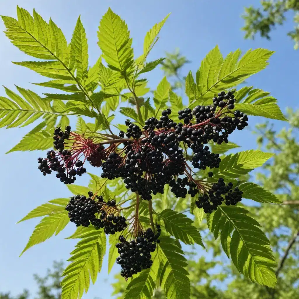Embracing the Extraordinary Elderberry: Uncovering Its Versatile Virtues