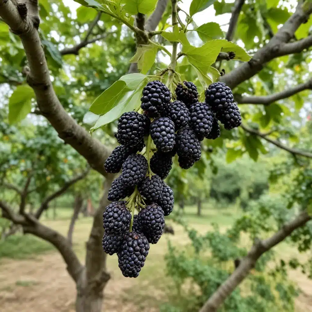 Marveling at the Magnificent Morus: A Spotlight on This Fruitful Mulberry Tree