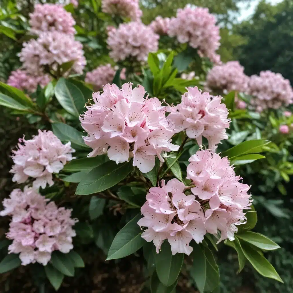 Marveling at the Magnificent Mountain Laurel: A Spotlight on This Flowering Gem