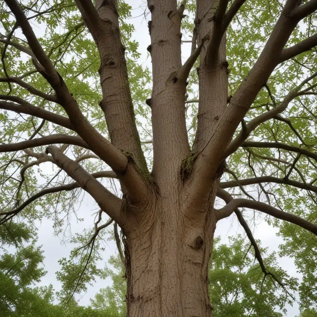 Restoring Tree Vitality After Severe Weather Impacts