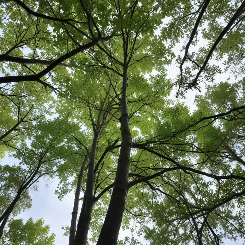 Reviving the Green Canopy After Severe Weather Impacts