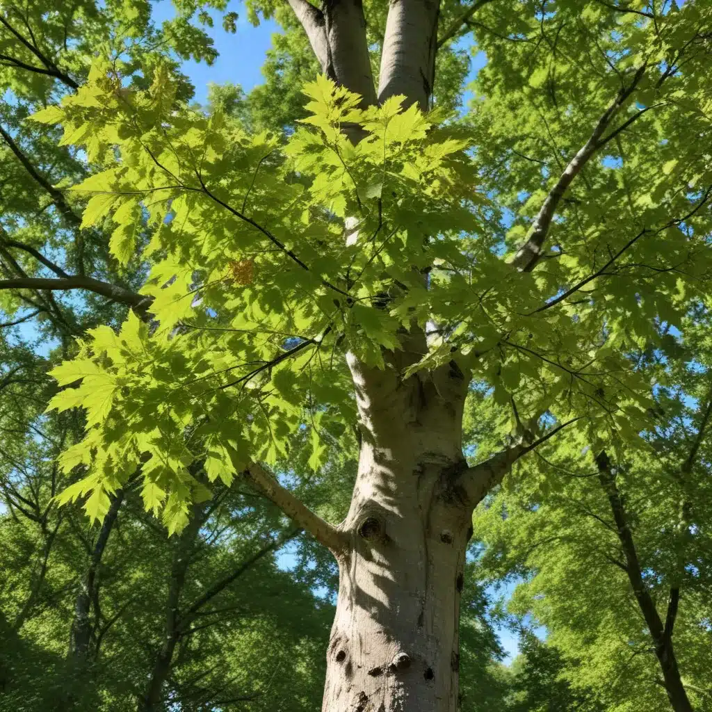 The Alluring American Sycamore: Exploring the Wonders of This Native Treasure