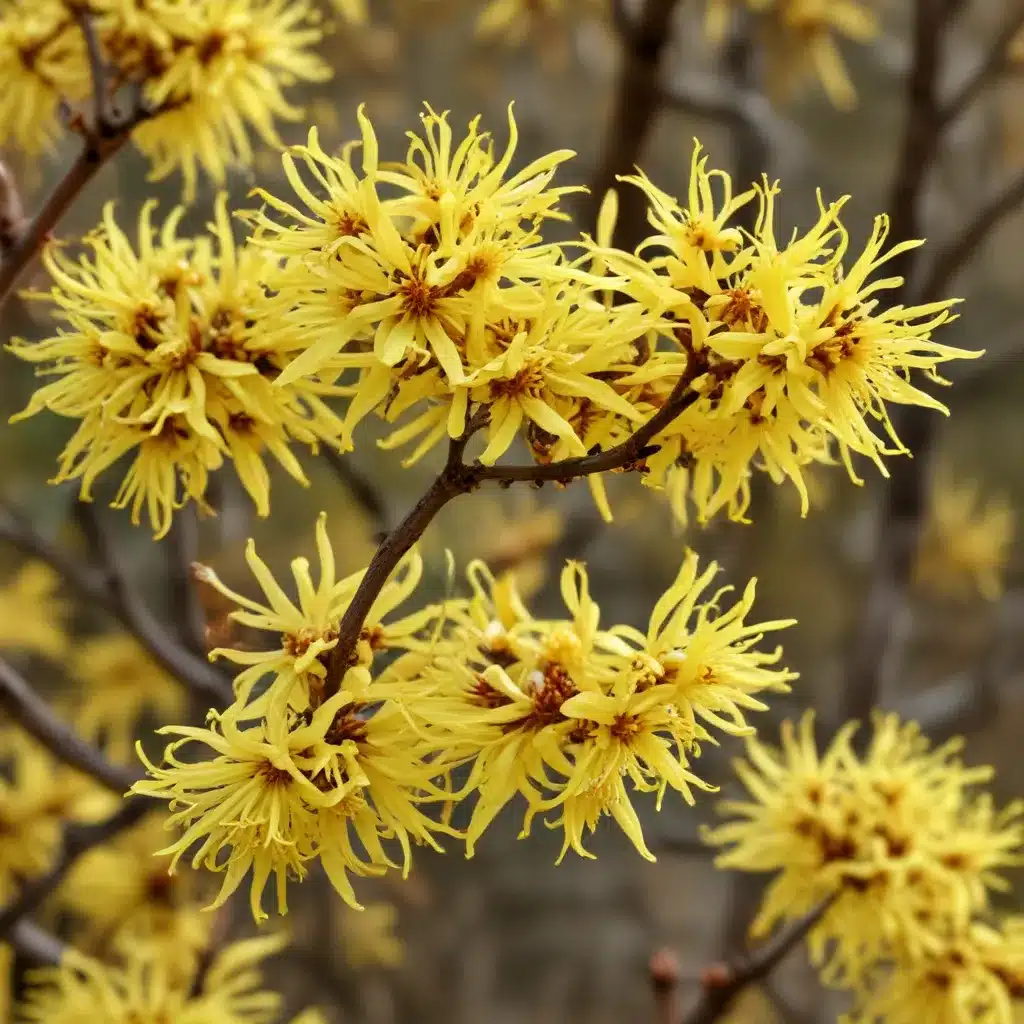 The Alluring American Witch Hazel: Exploring the Wonders of This Native Treasure