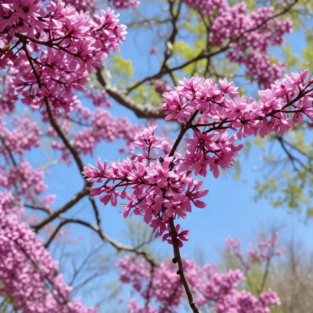 The Resilient Redbud: Unraveling the Secrets of This Captivating Flowering Tree