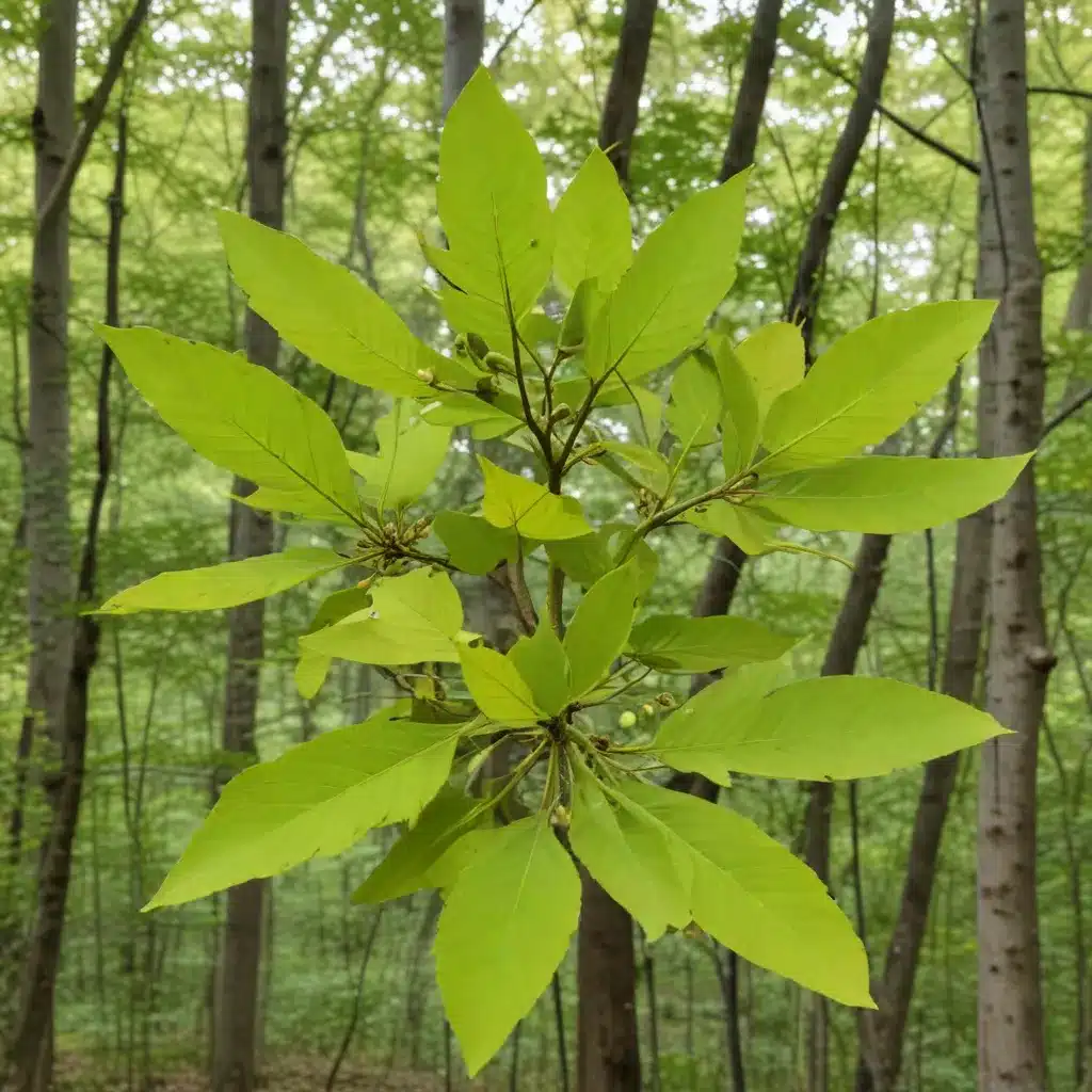 The Resilient Sassafras: Unraveling the Secrets of This Aromatic Native Tree