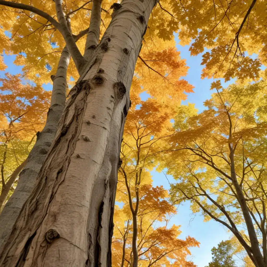 The Resilient Sugar Maple: Unraveling the Secrets of This Iconic Native Hardwood