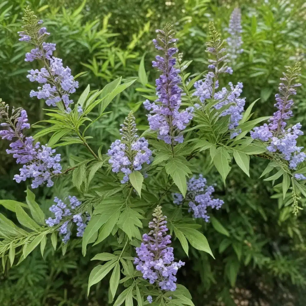 Unveiling the Versatility of the Vibrant Vitex Agnus-Castus